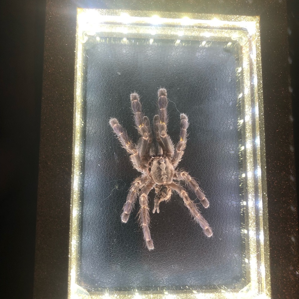 Framed tarantula skin